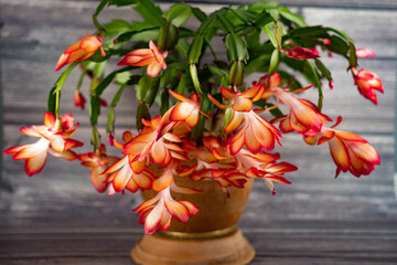 Flowers in winter: Christmas cactus Schlumbergera from the cactus family (Cactaceae). ...