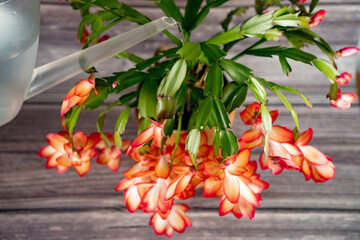 Flowers in winter: Christmas cactus Schlumbergera from the cactus family (Cactaceae). ...