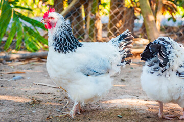 Chicken,Light Sussex Chicken,Chicken breeder in Country house - 702762400