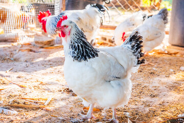 Chicken,Light Sussex Chicken,Chicken breeder in Country house - 702762405
