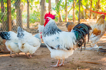 Chicken,Light Sussex Chicken,Chicken breeder in Country house - 702762424