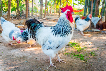 Chicken,Light Sussex Chicken,Chicken breeder in Country house - 702762467