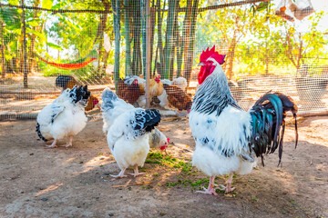 Chicken,Light Sussex Chicken,Chicken breeder in Country house - 702762469