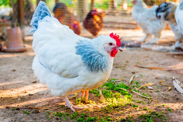 Chicken,Light Sussex Chicken,Chicken breeder in Country house - 702762479