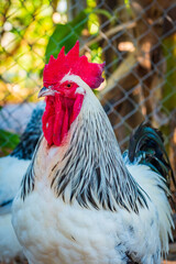 Chicken,Light Sussex Chicken,Chicken breeder in Country house - 702762483