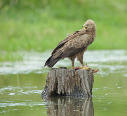 Lesser spotted eagle