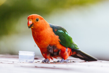 Australian King Parrot in Victoria Australia