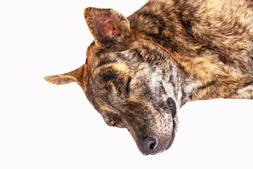 Close-up of head tiger-striped brown dog is lying sleep isolated on white background. Stray dog sleep on outside floor happily. In morning in middle of a road with no cars passing by.