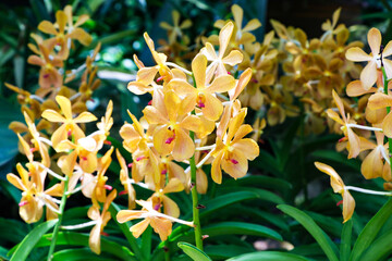 Orange, yellow mokara orchids stem green leaves as background. Yellow mokara orchid with dark brown spots It's a cut flower plant. Ornamental plants. (Tammy, Punnee, Chitti, Tangerine).