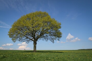 Baum im Frühling-2