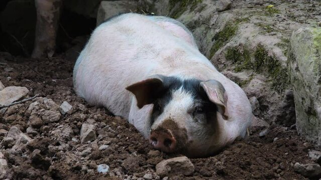 Close up of  Pig laying and looking around