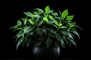  a close up of a potted plant with green leaves on a black table with a black back ground and a black background.