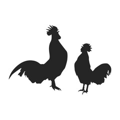 rooster isolated on white background