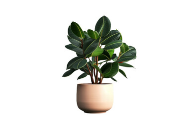 High-Resolution Rubber Plant in Pot On Transparent Background.
