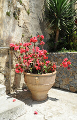 Euphorbe (Euphorbia milii) au monastère Moni Préveli près de Spili en Crète