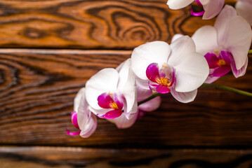 Obraz na płótnie Canvas A branch of purple orchids on a brown wooden background 