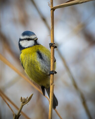 Fototapeta premium Close-up of a great tit perched on a tree branch