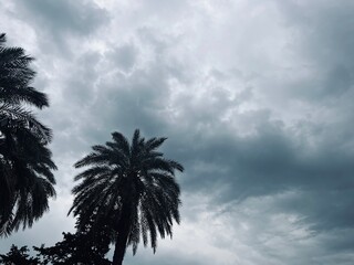 Palm trees in the gray sky