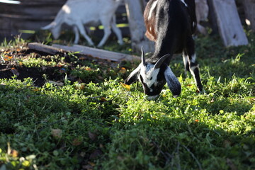 
Anglo Nubian goat grazing in the meadow