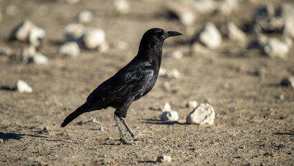 Cape Crow (Corvus capensis) Kgalagadi Transfrontier Park, South Africa