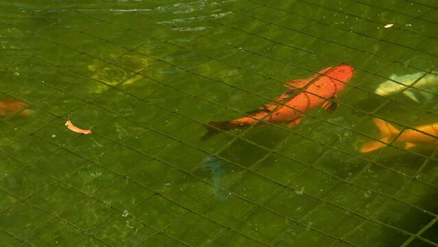 Zucht Koi-Karpfen in einem Teich 