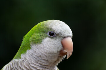loro verde sobre fondo negro natural 