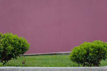 vereda verde sobre pared color rosada 