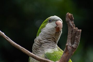 Obraz premium loro verde sobre fondo negro natural 