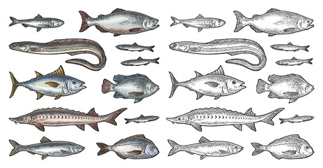 Whole fresh different types fish. Vector engraving vintage - obrazy, fototapety, plakaty