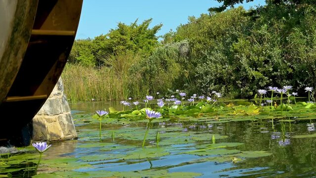 Wasserm&uuml;hle und Seerosen im Green Point Park Kapstadt S&uuml;d Afrika 