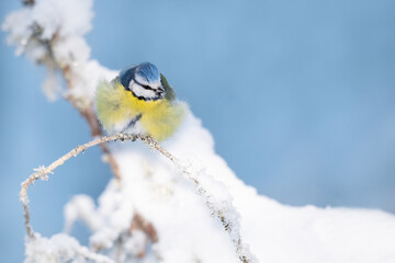 Blue tit (Cyanistes caeruleus) fluffs its feathers on a freezing cold winter day