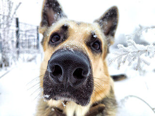 Dog German Shepherd in a winter day and white snow arround. Waiting eastern European dog veo and white snow