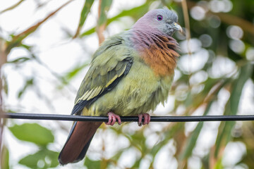 The pink-necked green pigeon (Treron vernans) is a species of bird of the pigeon and dove family