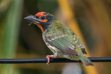 The coppersmith barbet (Psilopogon haemacephalus), also called crimson-breasted barbet and coppersmith