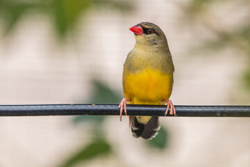 The red avadavat (Amandava amandava), red munia or strawberry finch, is a sparrow-sized bird of the family Estrildidae