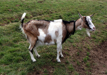 Naklejka na ściany i meble Adult female domestic goat (Capra hircus).