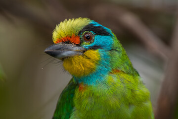 The red-throated barbet (Psilopogon mystacophanos) is a species of bird in the family Megalaimidae