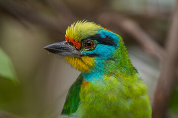 The red-throated barbet (Psilopogon mystacophanos) is a species of bird in the family Megalaimidae