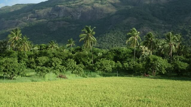 Kollengode,Palakkad- A Border village in Palakkad District Famous for its beautiful vast stretch of paddy fields and waterfalls