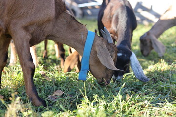 Domestic Nubian goats grazing in a village