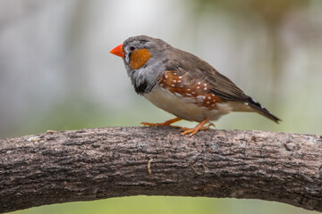 The zebra finches are two species of estrildid finch in the genus Taeniopygia found in Australia and Indonesia