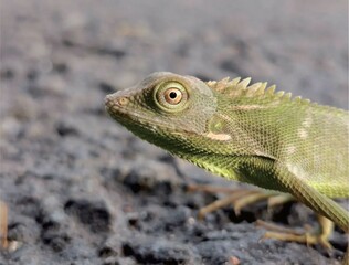 A green chameleon that lives in the forests of the Indonesian island of Java