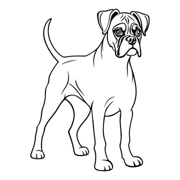 Boxer dog coloring page for kids