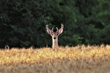 A whitetail buck with antlers in velvet in the middle of a wheat field near a forest.