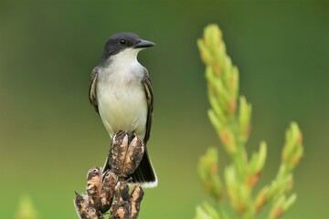 Closeup of an Eastern kingbird in a meadow.