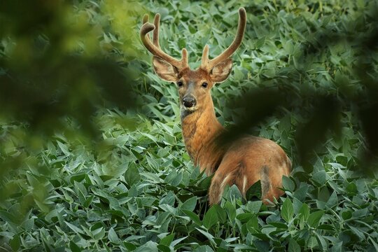 Large white tail buck with big antlers in velvet stands in a soybean field.