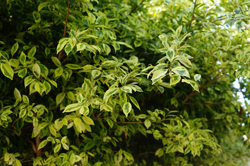 Leaves with green and yellow colors grow in the garden