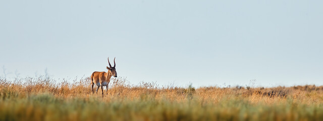 A young male saiga antelope. Portret of wild antelope in the steppe. Saiga tatarica antelope...