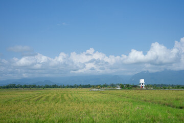 Fototapeta na wymiar green rice paddy fields of indonesia and the blue sky background