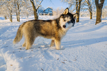 black and white siberian husky with blue eyes walks in the snow in winter against the background of...